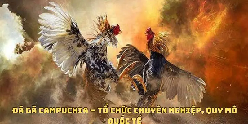 ĐÁ GÀ M8WIN 3 Bộ môn đá gà Campuchia sở hữu nhiều thế mạnh