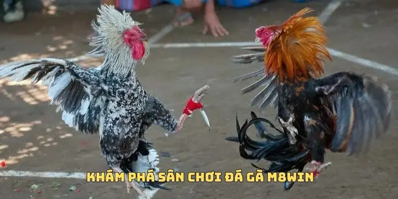 ĐÁ GÀ M8WIN 1 Giới thiệu về đá gà M8WIN