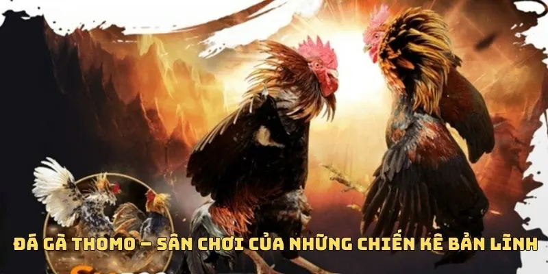 ĐÁ GÀ M8WIN 2 Đá gà Thomo cực ăn khách